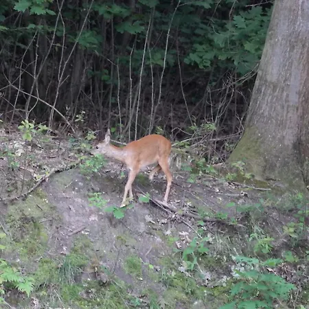 Am Wald Apartment